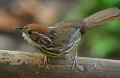Pellorneum ruficeps