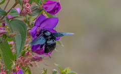 Xylocopa fimbriata
