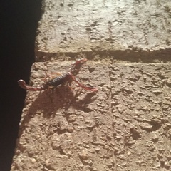 Vaejovis carolinianus