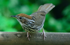 Pellorneum ruficeps
