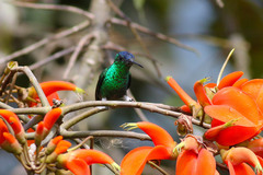 Saucerottia cyanifrons