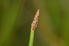 Eleocharis palustris
