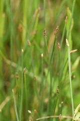 Eleocharis palustris