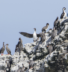 Leucocarbo bougainvillii