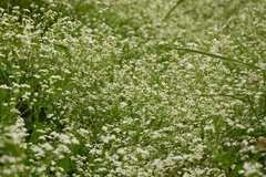 Galium elongatum