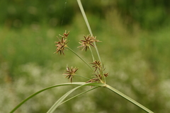 Cyperus longus