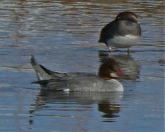 Mergus merganser
