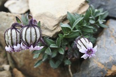 Silene uralensis