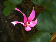 Cyclamen repandum
