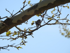 Haemorhous mexicanus