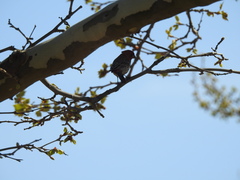 Haemorhous mexicanus