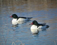 Mergus merganser