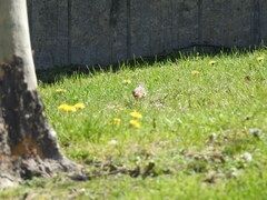 Haemorhous mexicanus