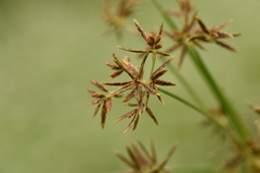 Cyperus longus