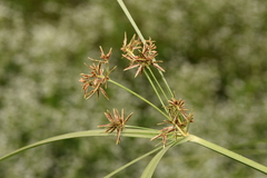 Cyperus longus