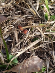 Dasymutilla quadriguttata