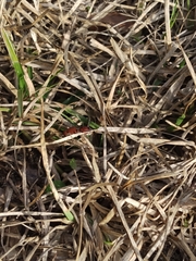 Dasymutilla quadriguttata