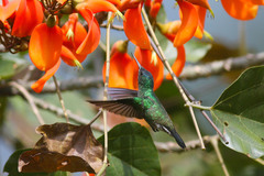 Saucerottia cyanifrons