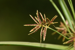 Cyperus longus
