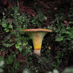 Austropaxillus nothofagi