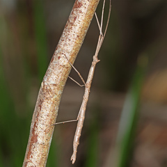 Cornicandovia australica