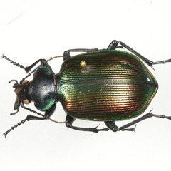 Calosoma sycophanta