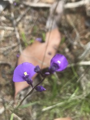 Utricularia dichotoma