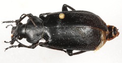 Calosoma maderae