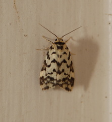 Goniosema anguliscripta