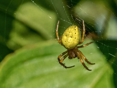 Araniella cucurbitina