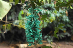 Strongylodon macrobotrys