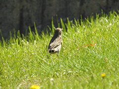 Haemorhous mexicanus