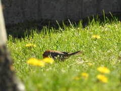 Haemorhous mexicanus