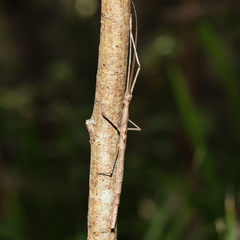 Cornicandovia australica
