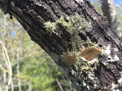Usnea strigosa image