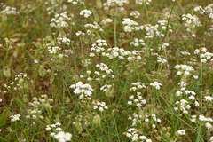 Oenanthe silaifolia