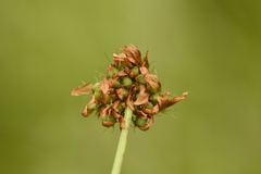 Trifolium michelianum