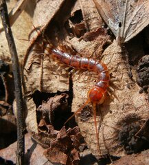 Lithobius variegatus