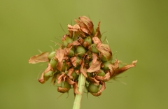 Trifolium michelianum