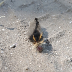 Halysidota ruscheweyhi