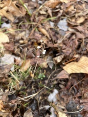 Scutellaria integrifolia