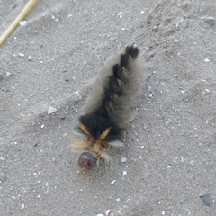 Halysidota ruscheweyhi