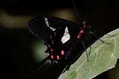 Parides agavus