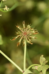 Trifolium michelianum