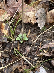 Scutellaria integrifolia