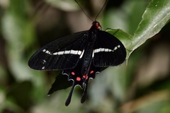 Parides agavus