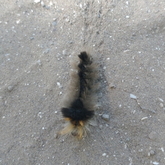 Halysidota ruscheweyhi