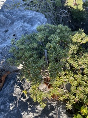 Strumpfia maritima