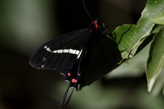 Parides agavus