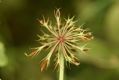 Trifolium michelianum